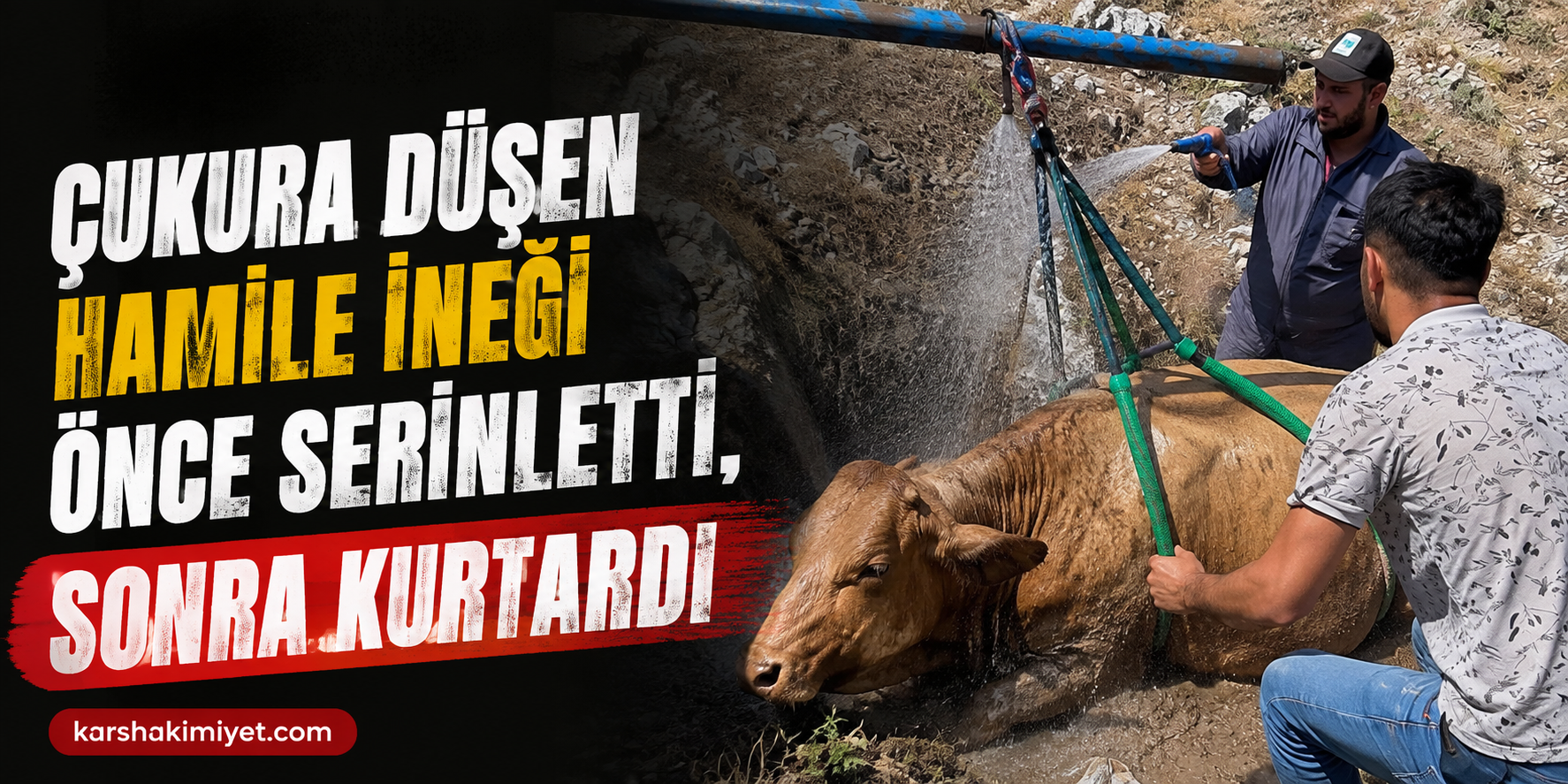 Çukura düşen hamile ineği önce serinletti, sonra kurtardı