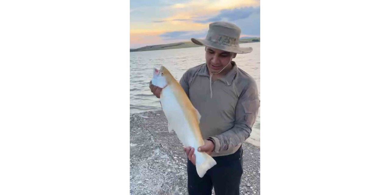 Keban Baraj Gölü’nde  sarı renkli albino alabalık yakalandı