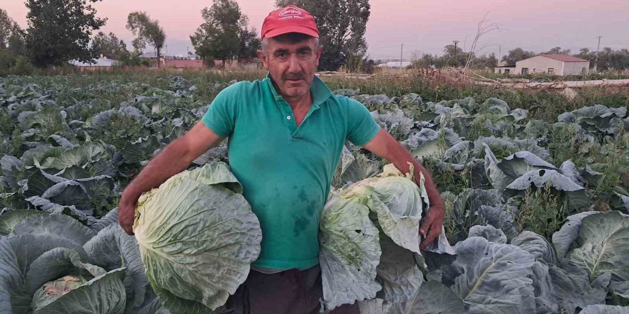Söğütlü lahanasında hasat başladı