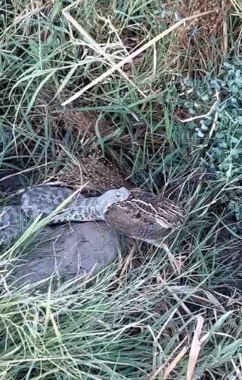 Engerek yılanının bıldırcın avı kameraya yansıdı