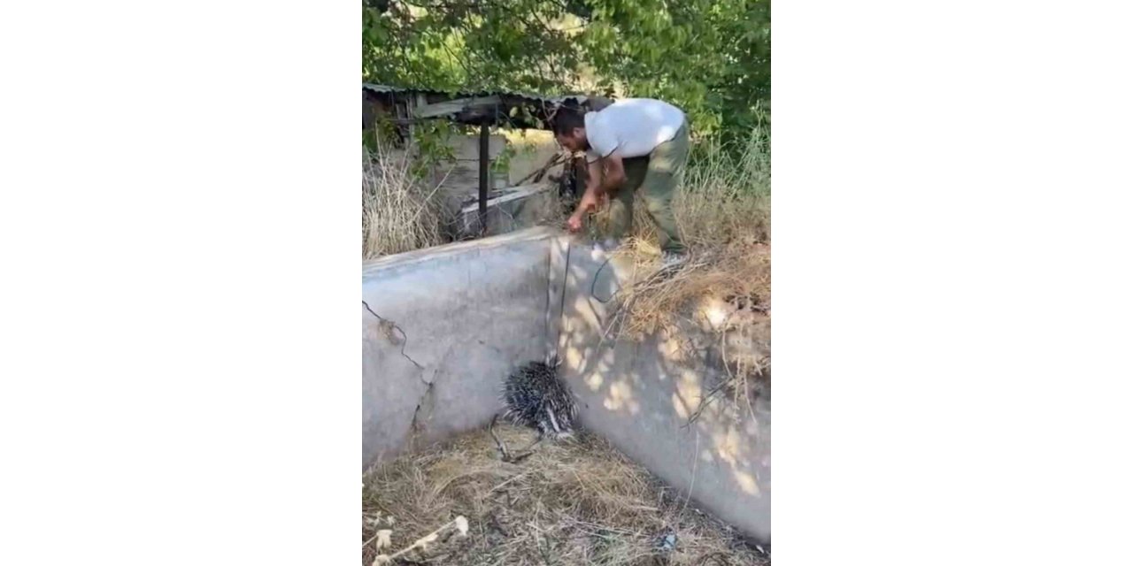 Nesli tükenme tehlikesi altındaki oklu kirpi böyle kurtarıldı