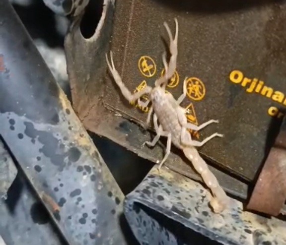 Motosikletin motorundan akrep çıktı