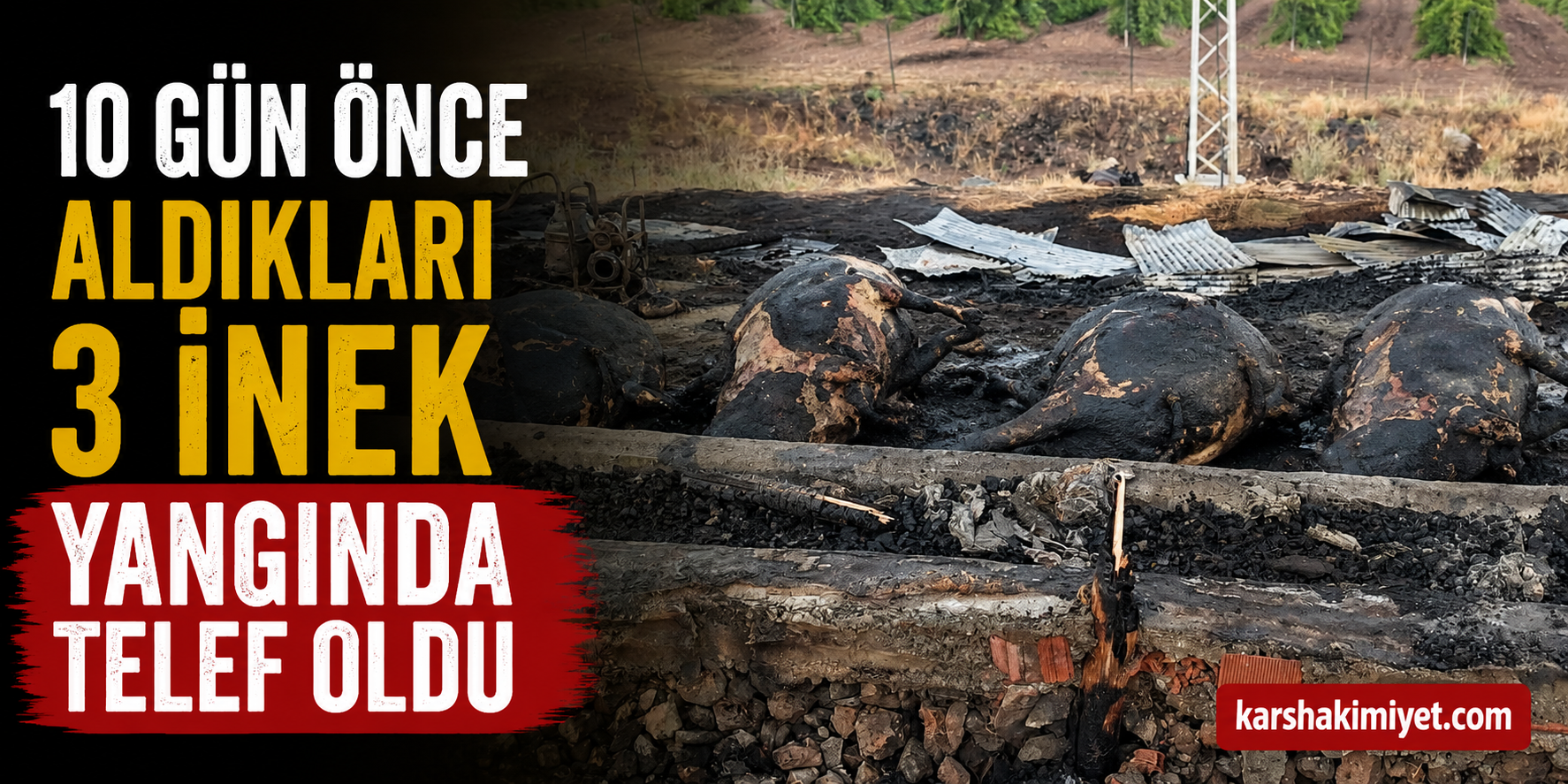 10 gün önce aldıkları 3 inek yangında telef oldu