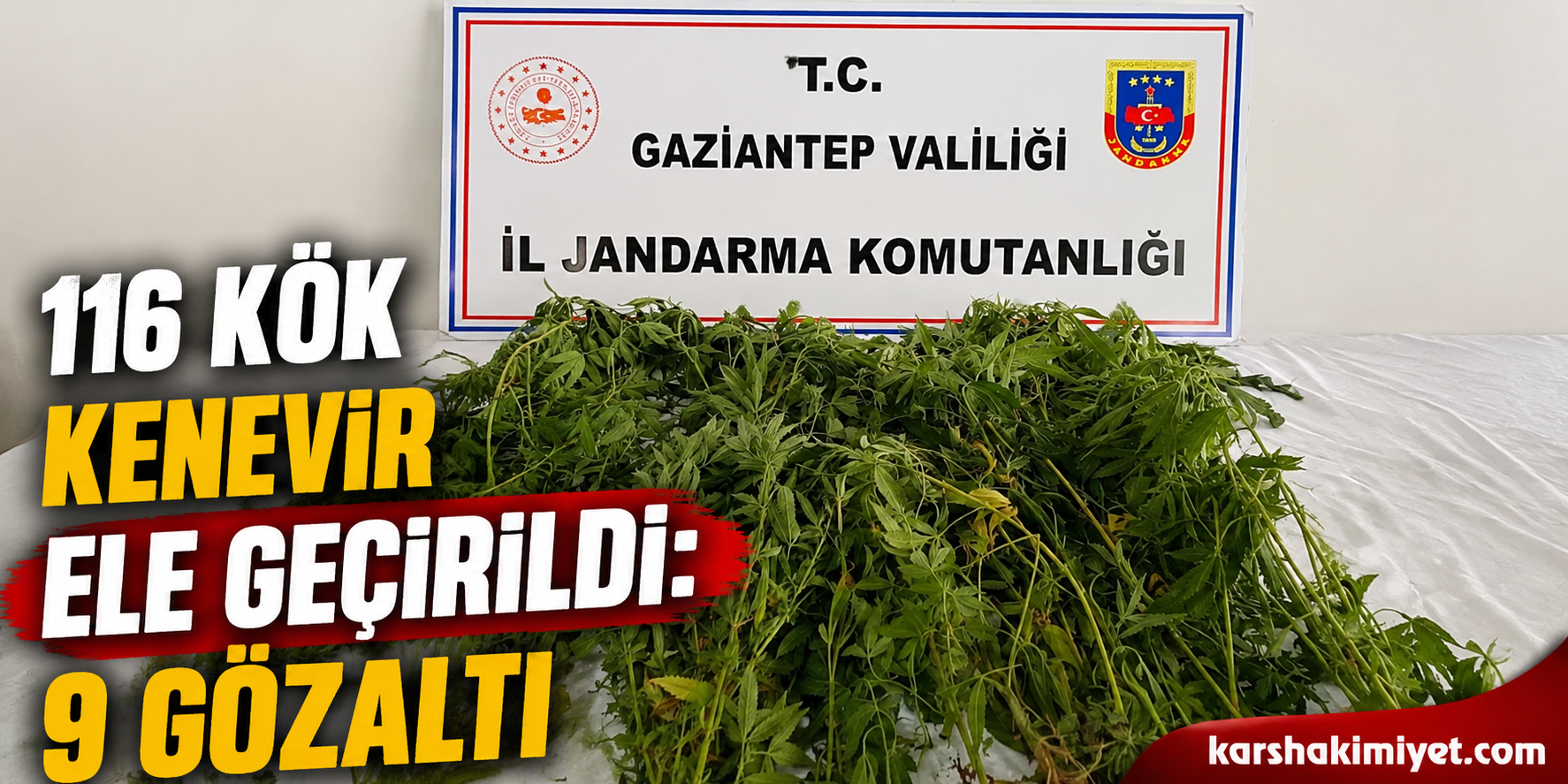 116 Kök Kenevir Ele Geçirildi: 9 Gözaltı