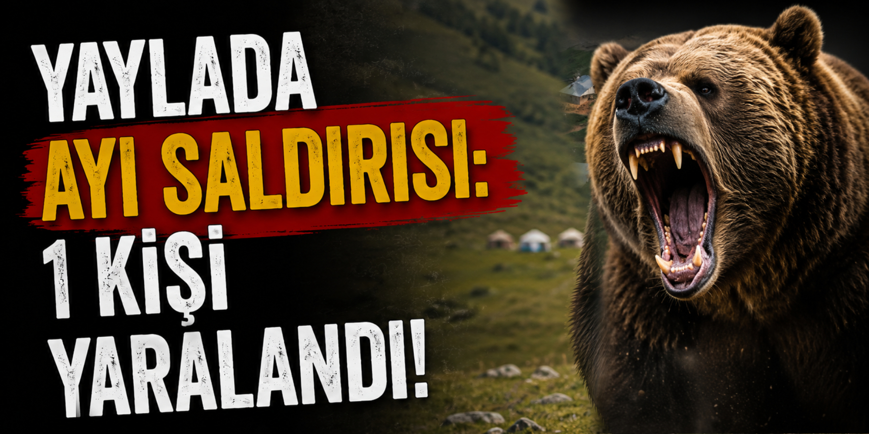 Yaylada Ayı Saldırısı: 1 Kişi Yaralandı