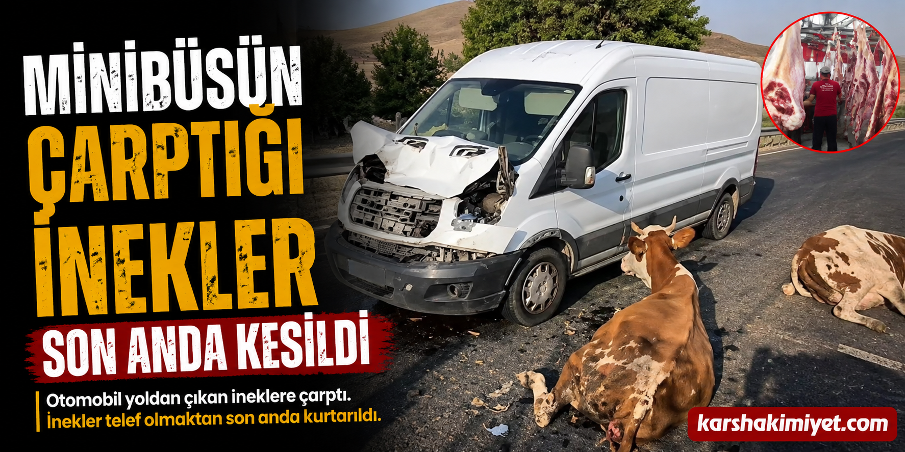 Minibüsün çarptığı inekler son anda kesildi