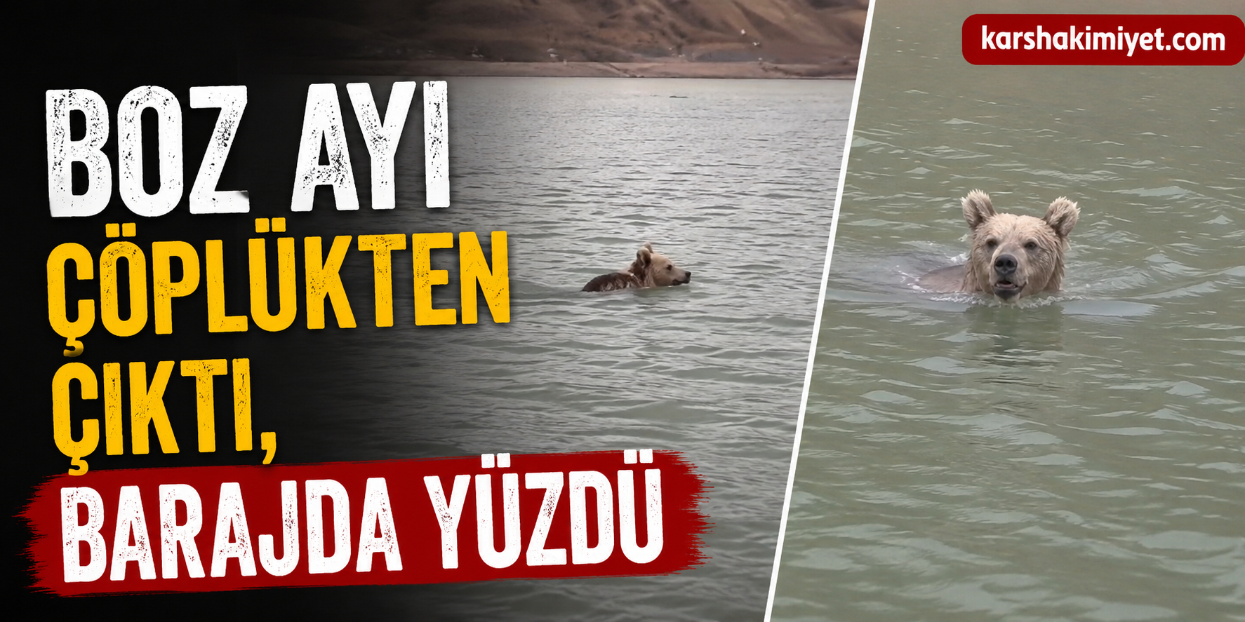 Kars’ta boz ayı çöplükten çıktı, barajda yüzdü