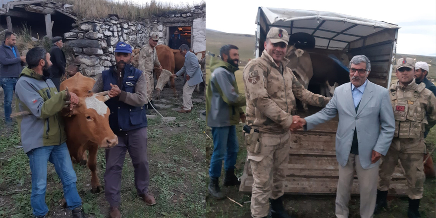 Jandarma, Susuz’da çalınan hayvanları Ardahan’da buldu