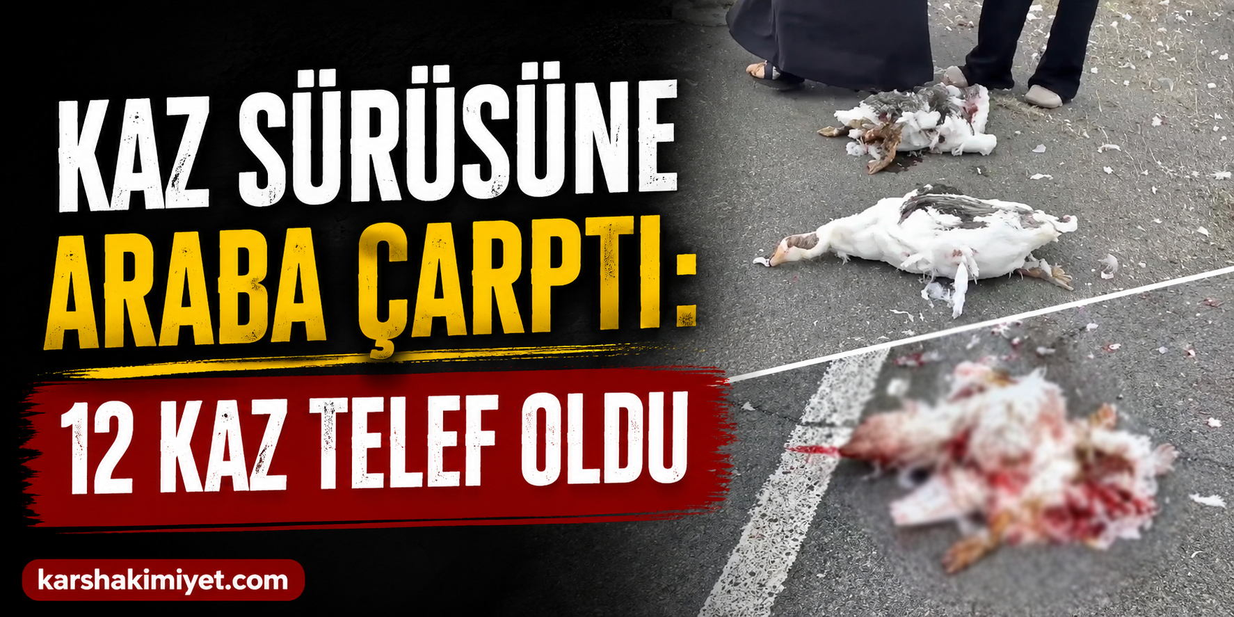 Kaz sürüsüne araba çarptı: 12 kaz telef oldu