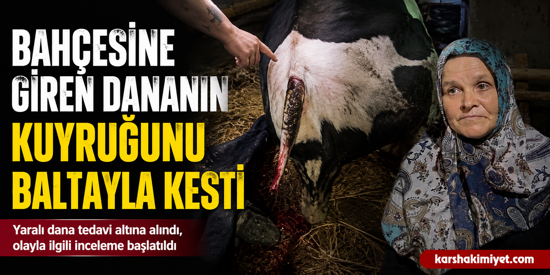 Bahçesine giren dananın kuyruğunu baltayla kesti