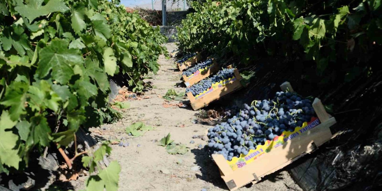 Erzincan’da dolu, Cimin üzümü bağlarını vurdu