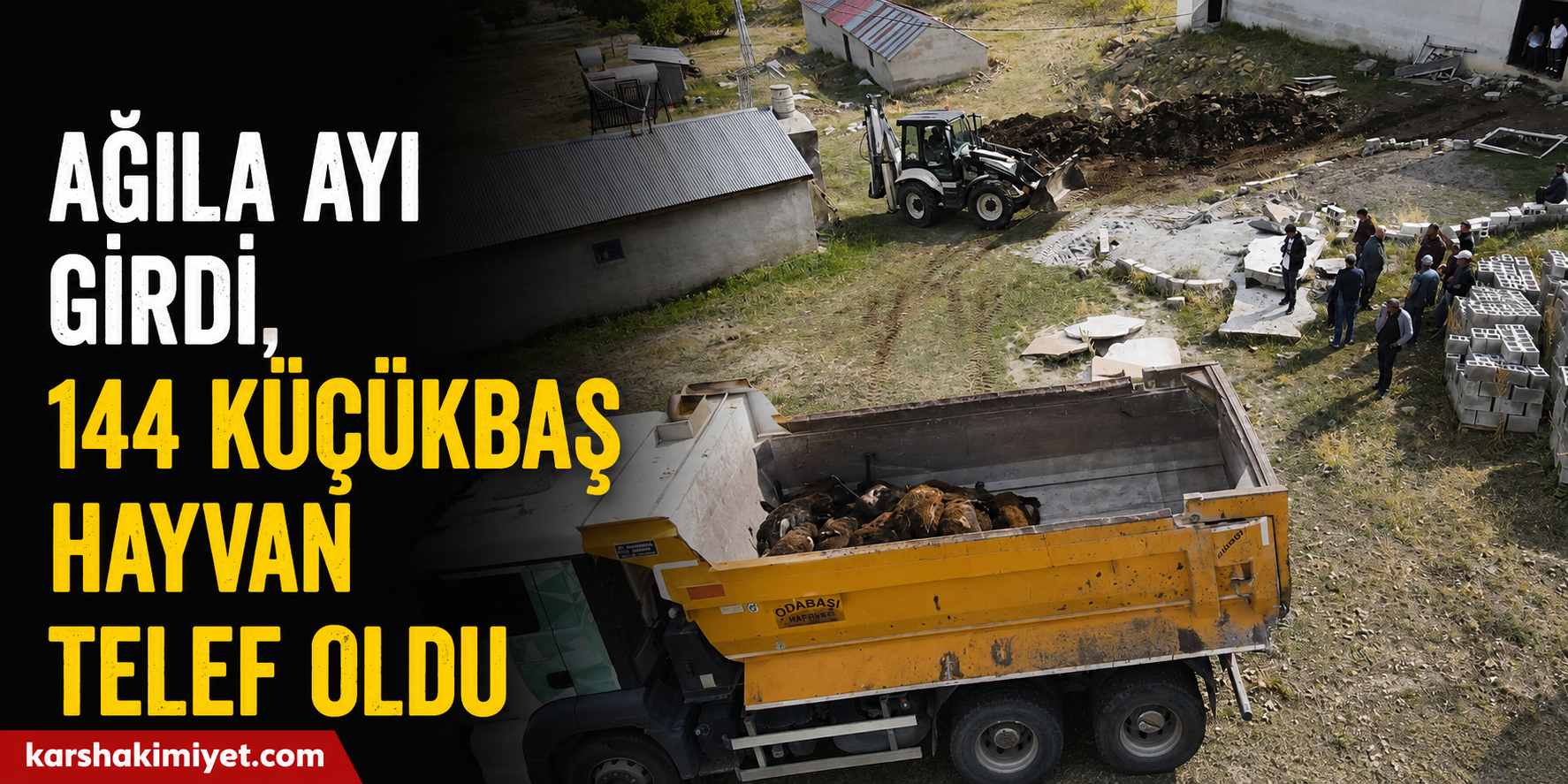 Ağıla ayı girdi, 144 küçükbaş hayvan telef oldu