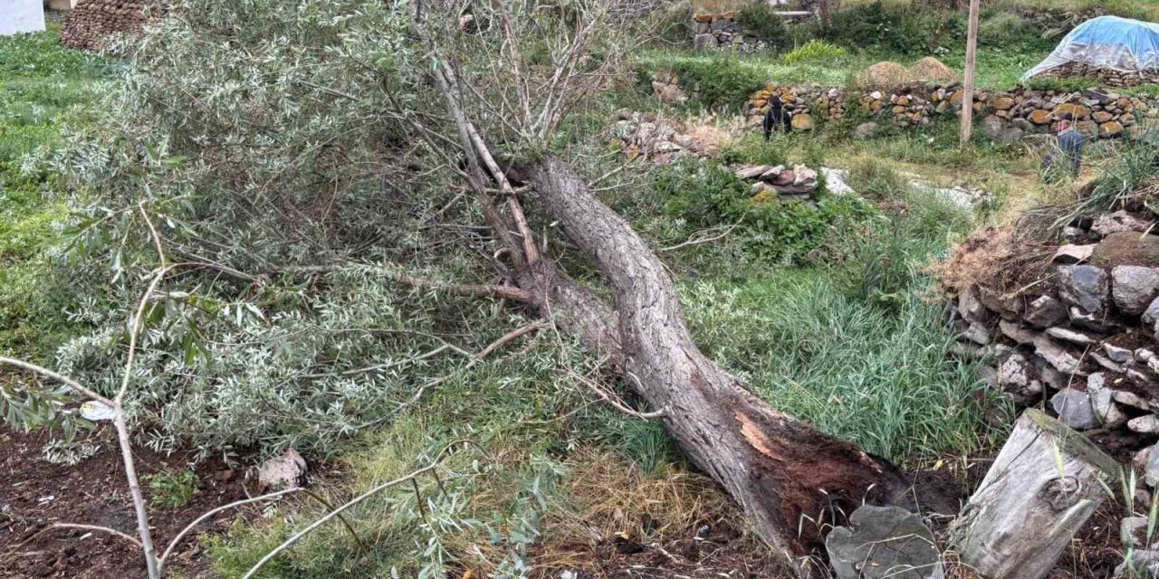 Ardahan’da şiddetli fırtına ağaçları kökünden söktü
