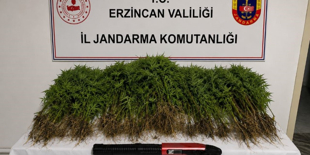 Tercan’da uyuşturucu operasyonunda 174 kök kenevir ele geçirildi