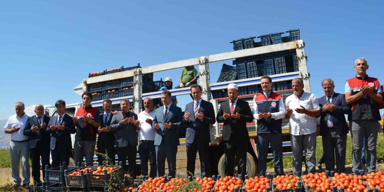 Bitlis’te domates hasadı başladı: Bölgede 1’inci, Türkiye’de 7’nci sırada