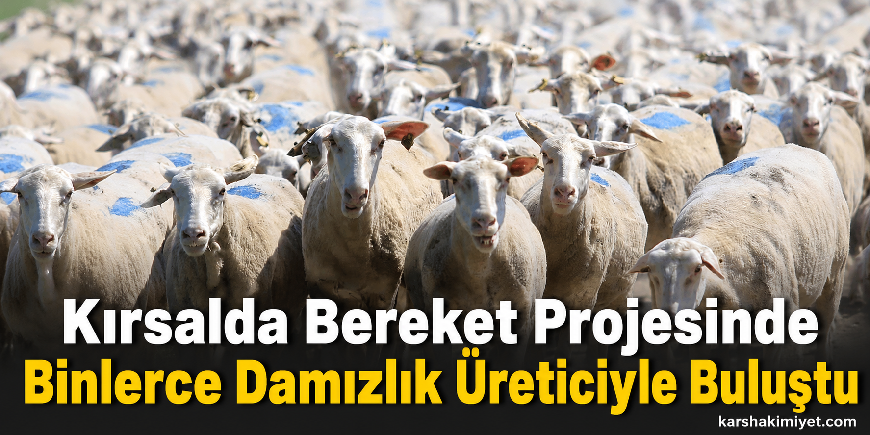 Kırsalda Bereket Projesinde Binlerce Damızlık Üreticiyle Buluştu