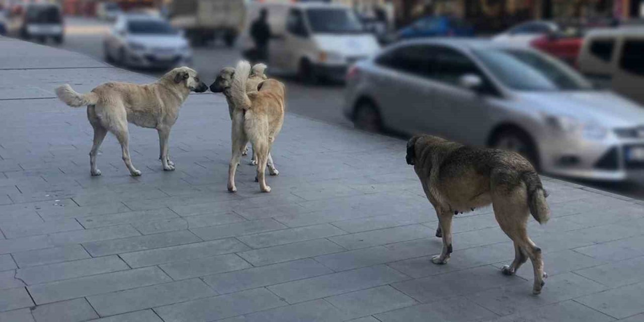 Sahipsiz hayvanlara yönelik denetim yapılacak