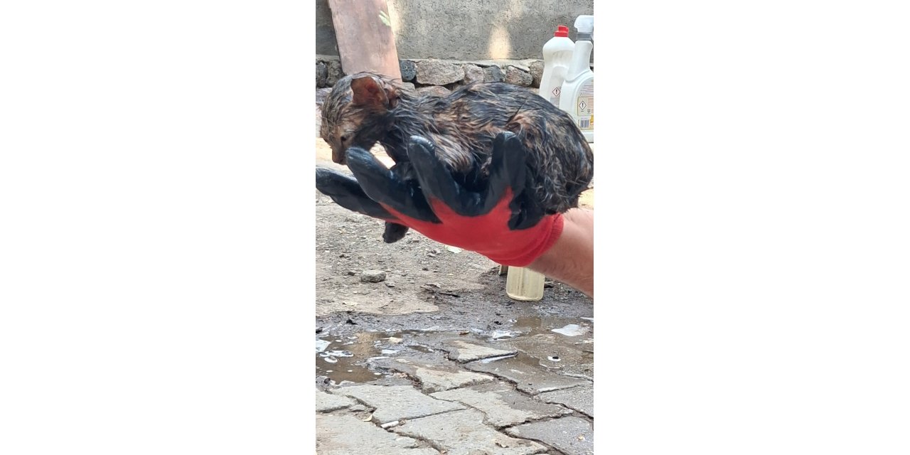 Ağrı’da ziftin içine giren yavru kedi ölümden döndü