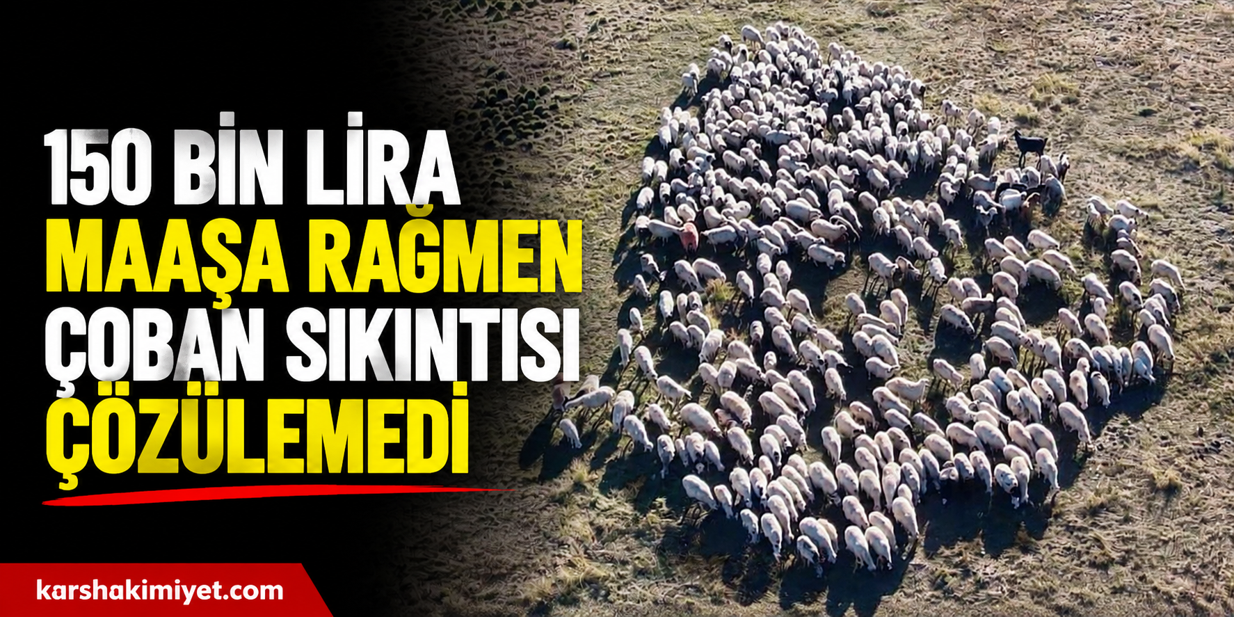 150 bin lira maaşa rağmen çoban sıkıntısı çözülemedi