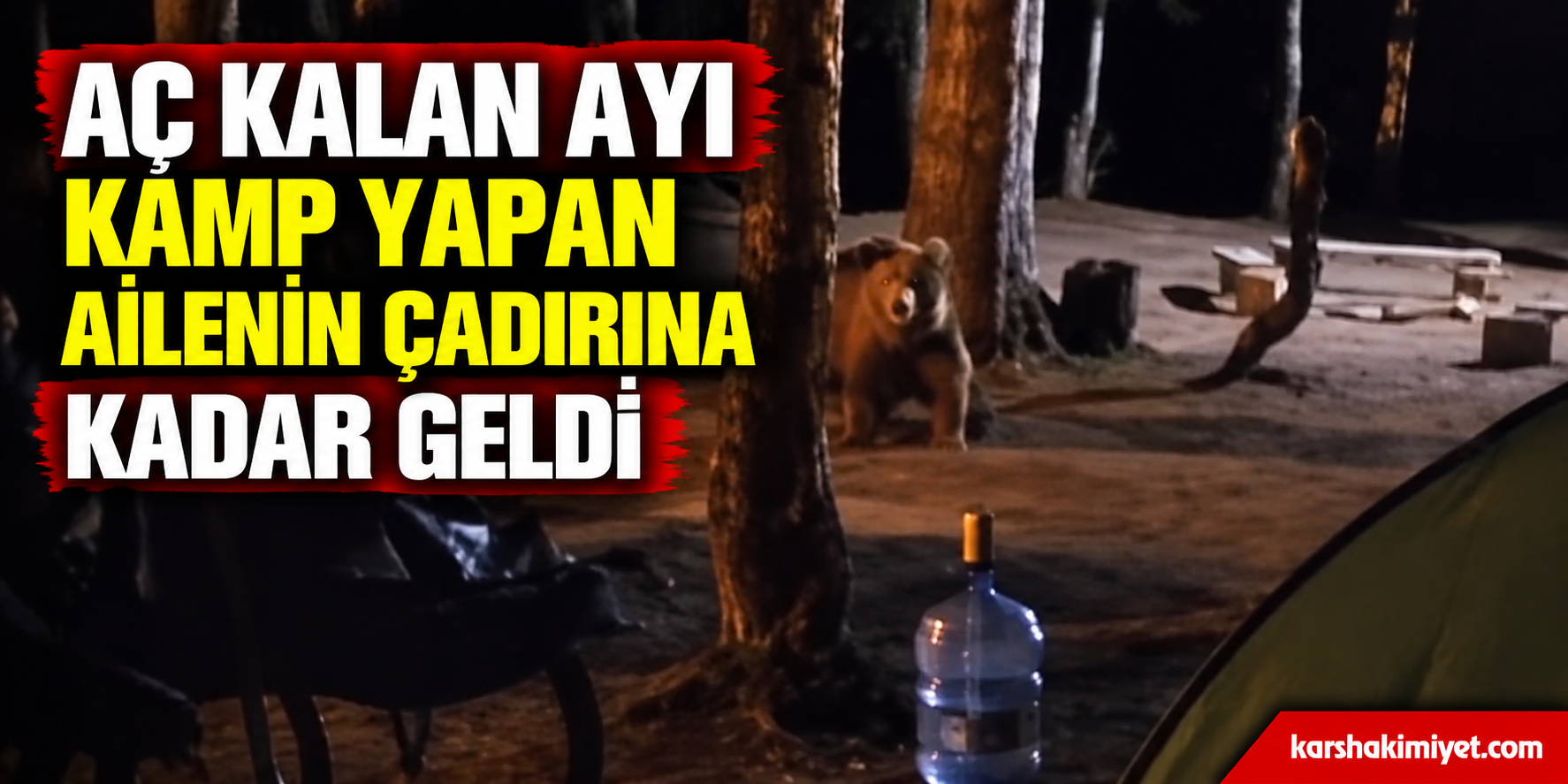 Aç Kalan Ayı Kamp Yapan Ailenin Çadırına Kadar Geldi