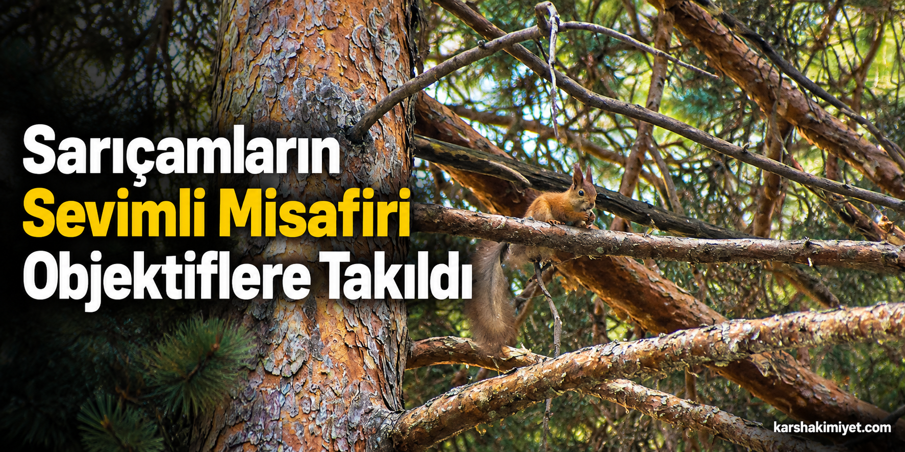 Sarıçamların Sevimli Misafiri Objektiflere Takıldı