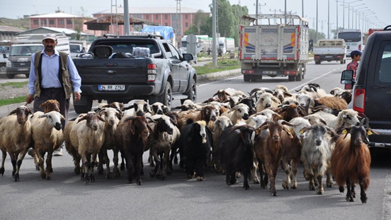 Kars’ta kurbanlıklar pazara indi