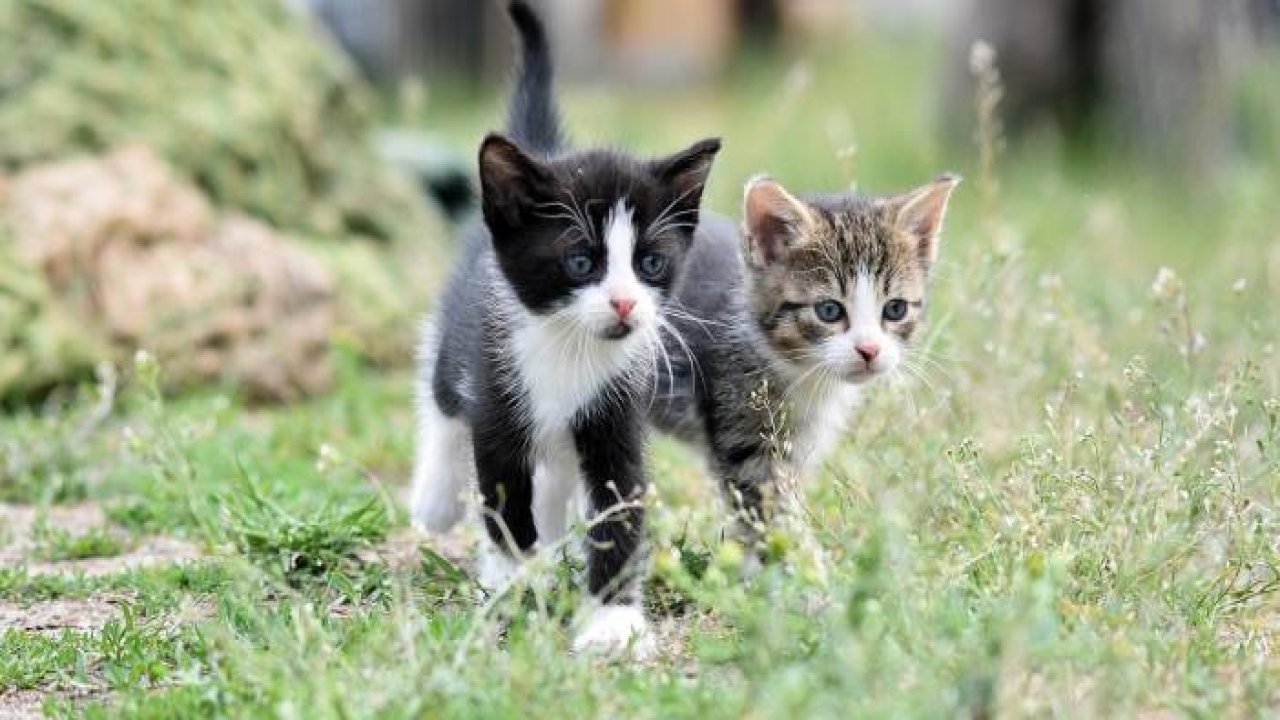 İki Kedi Birbirine Nasıl Alıştırılır? Kavga Etmeden Tanıştırmanın Yolları