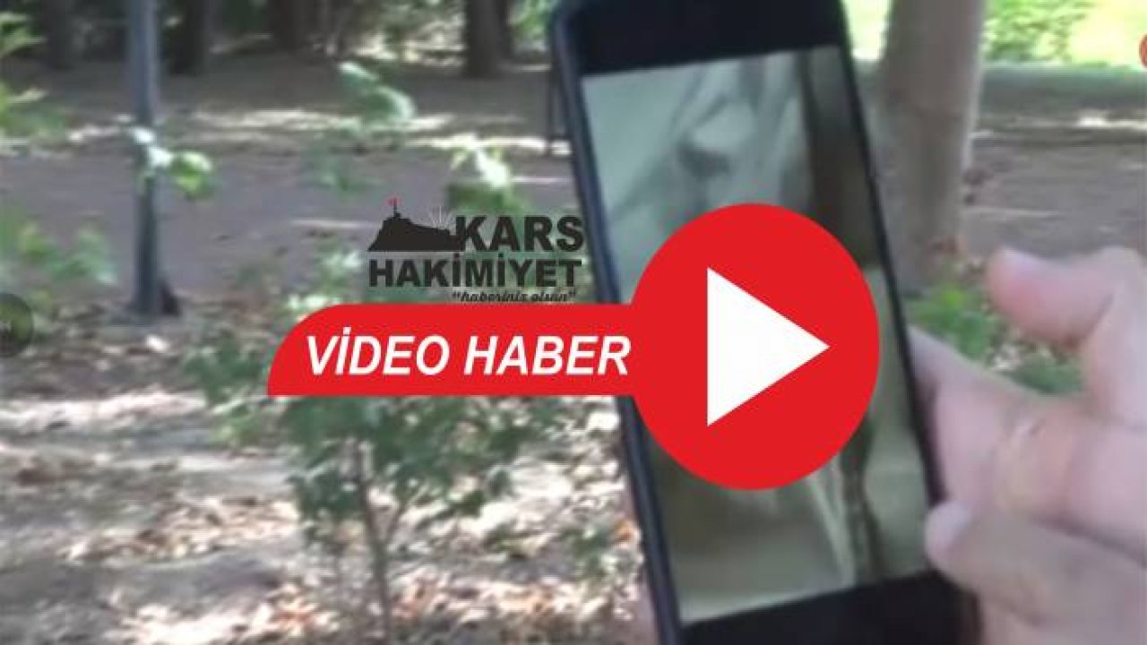 Geceleri saklanıyorlar, insanın uyumasını bekleyip kanını emiyorlar