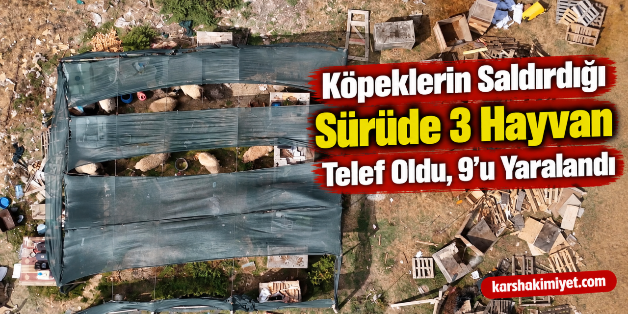 Köpeklerin saldırdığı sürüde 3 hayvan telef oldu, 9'u yaralandı