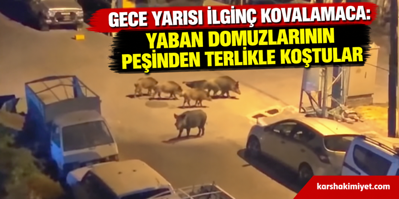 Gece Yarısı İlginç Kovalamaca: Yaban Domuzlarının Peşinden Terlikle Koştular