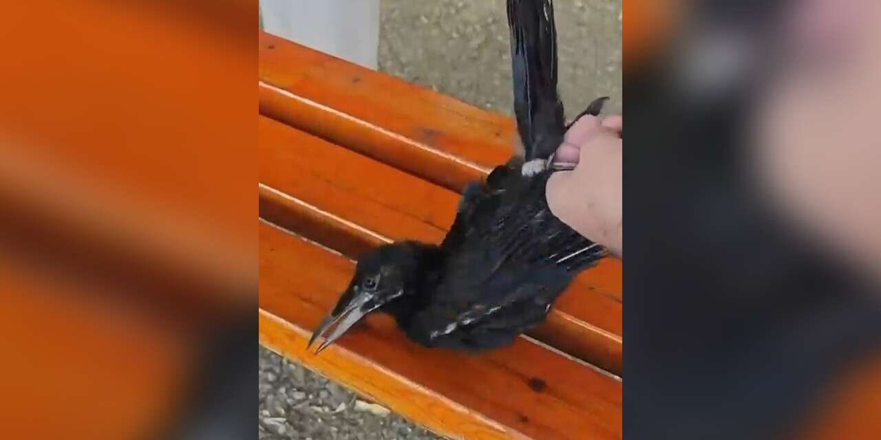 Ayağına misina ve ip dolanan karga kurtarıldı