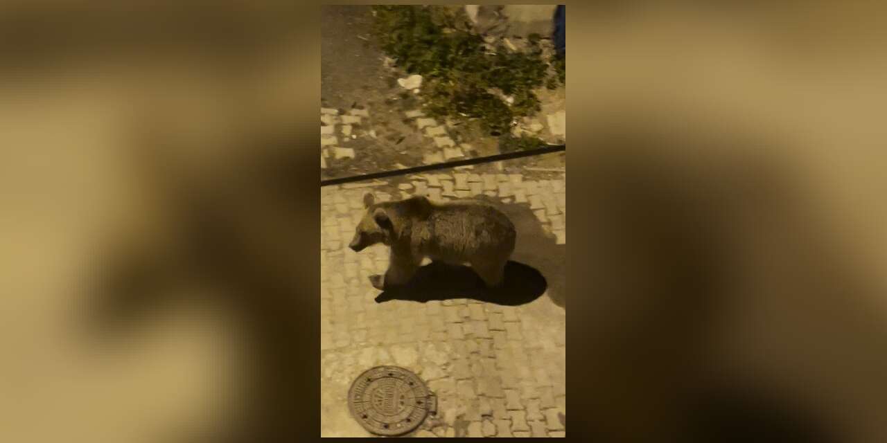 Kars’ta boz ayılar mahalle aralarında cirit attı: Biri gözcü, diğeri peşinden sallana sallana ilerledi