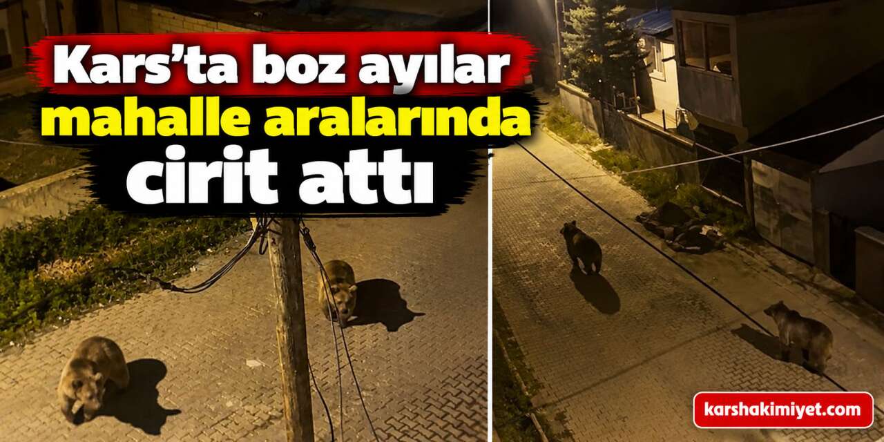 Kars’ta boz ayılar mahalle aralarında cirit attı: Biri gözcü, diğeri peşinden sallana sallana ilerledi