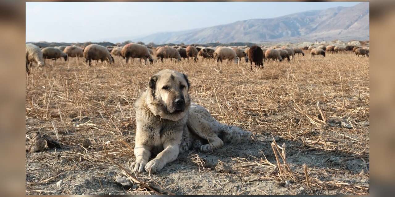 Kurtlarla mücadelede sürünün en büyük güvencesi çoban köpekleri