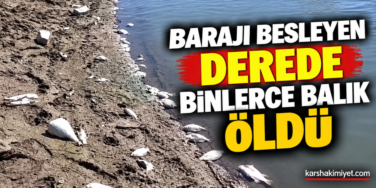 Barajı Besleyen Derede Binlerce Balık Öldü