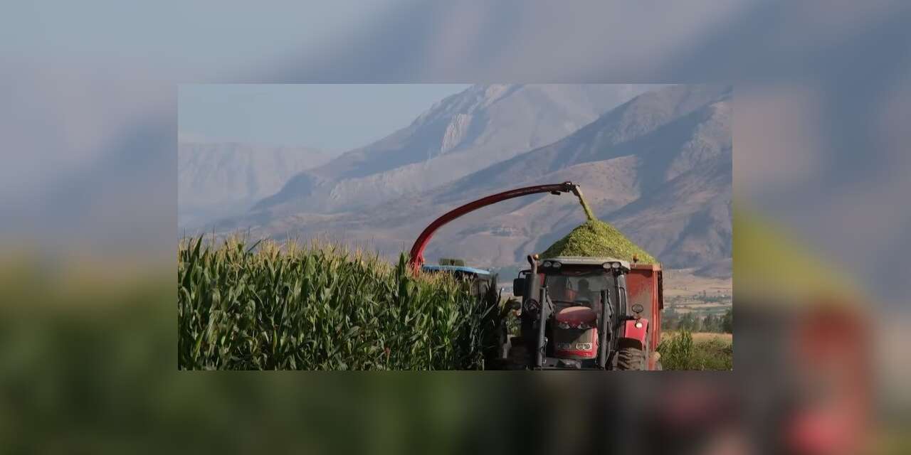 Silajlık mısır hasadı sürüyor