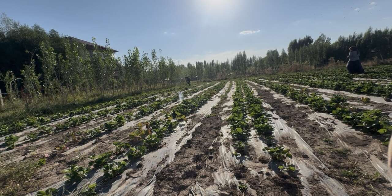Doğu’da alternatif tarım: Patnos’ta 5 dönümlük tarlada çilek hasadı