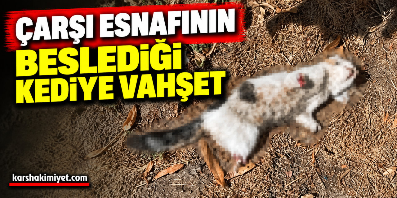 Çarşı Esnafının Beslediği Kediye Vahşet