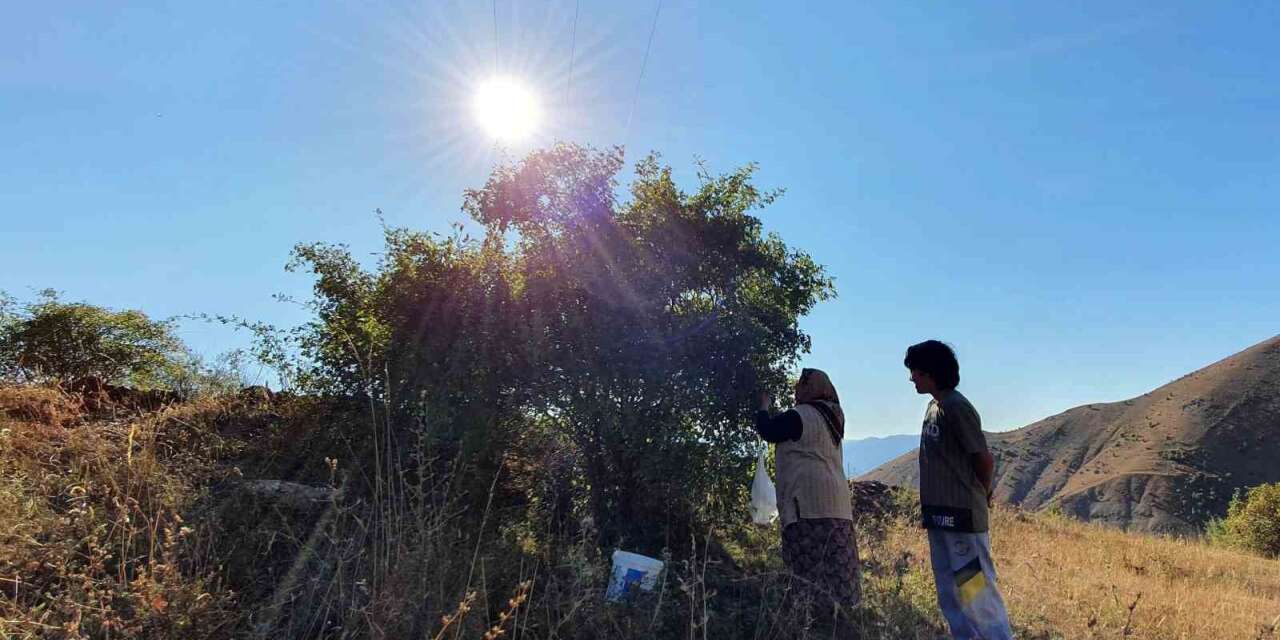 Erzincan’da kuşburnu, zorlu arazilerde toplanmaya başlandı
