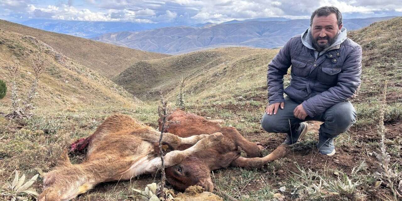 Erzincan’da ayı saldırısında 2 buzağı telef oldu
