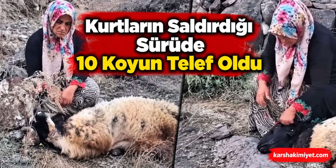 Kurtların Saldırdığı Sürüde 10 Koyun Telef Oldu