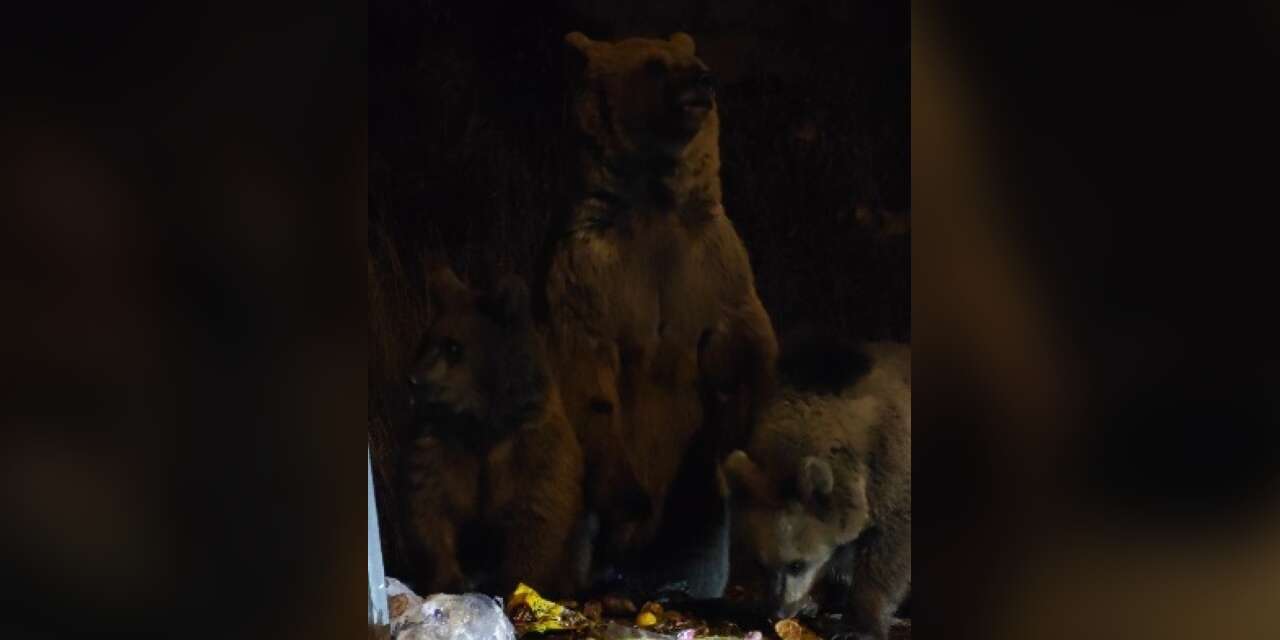 Kars’ta "Kış kapıda, ayılar sokaklarda"