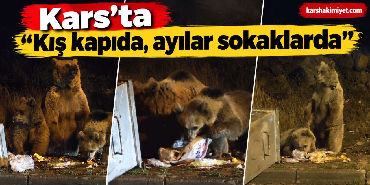Kars’ta "Kış kapıda, ayılar sokaklarda"