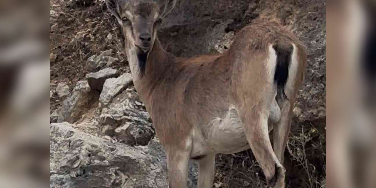 Keban’da dağ keçileri görüntülendi