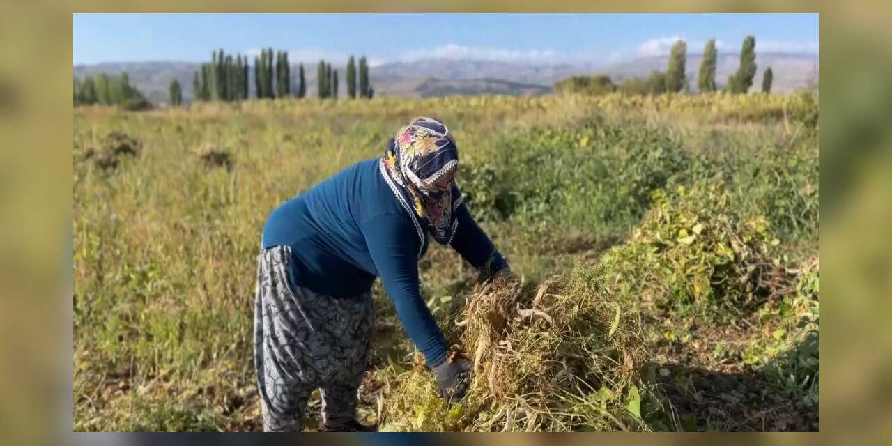 Erzincan’da kuru fasulyenin hasadına başlandı