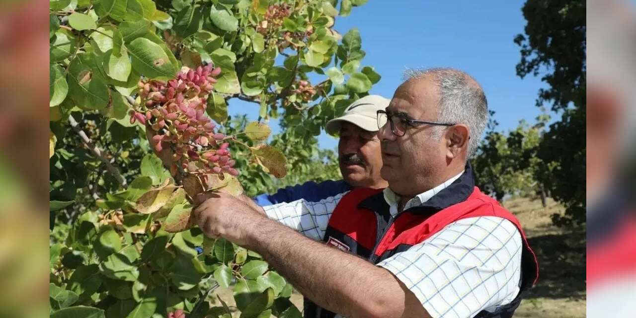 Elazığ’da 38 ton Antep fıstığı rekoltesi bekleniyor