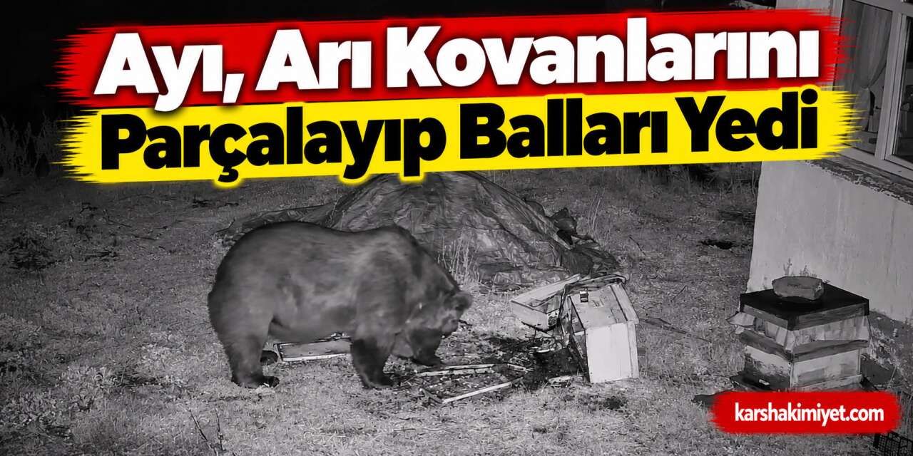 Ayı, Arı Kovanlarını Parçalayıp Balları Yedi