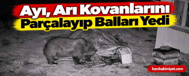 Ayı, Arı Kovanlarını Parçalayıp Balları Yedi