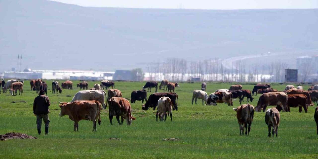 Erzurum’da kırsal kalkınmaya dev destek: 329 Projeye 171 Milyon TL hibe
