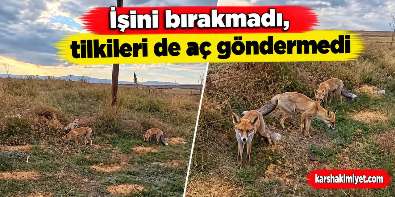 Kars’ta eski istasyonda beklenmedik buluşma! Arı kovanlarını taşırken 3 tilki geldi, vatandaş misafirlerini eliyle besledi